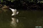 Aigrette garzette